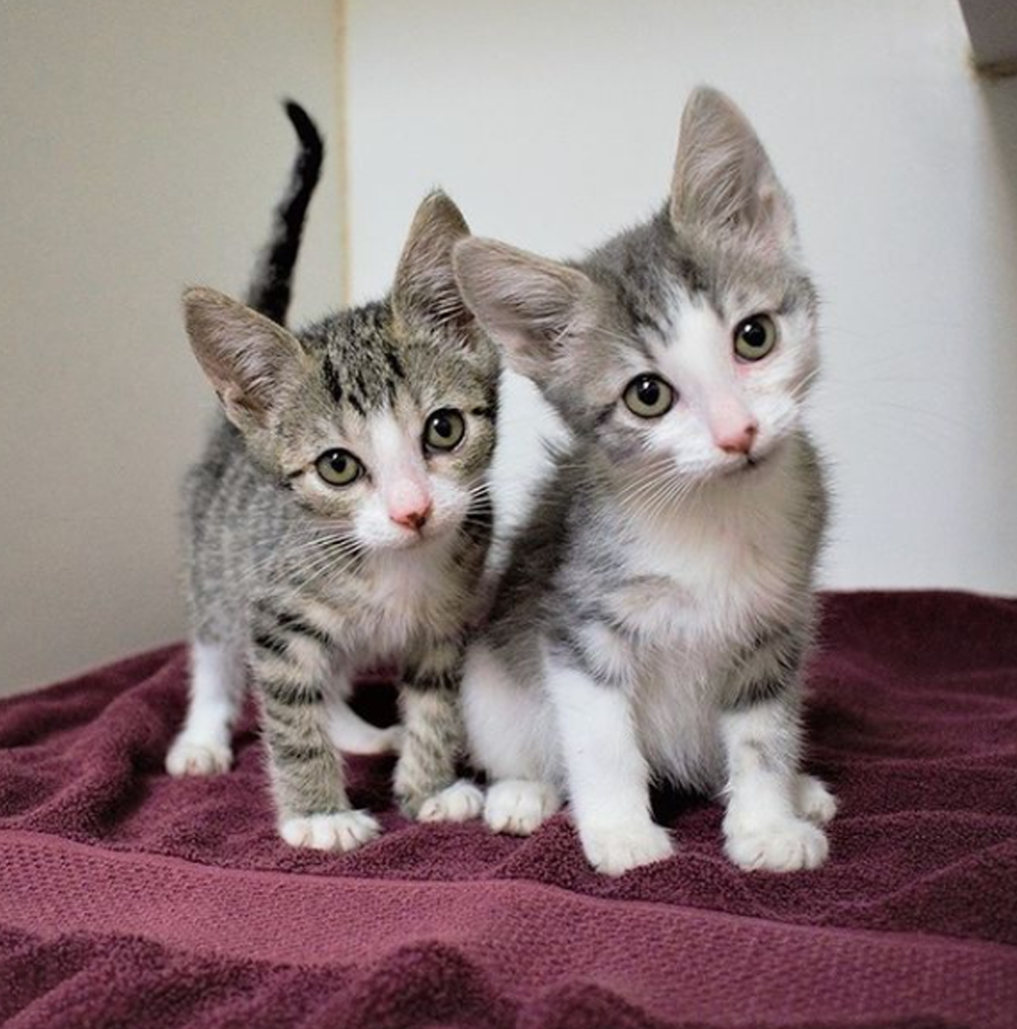 2 grey striped kittens