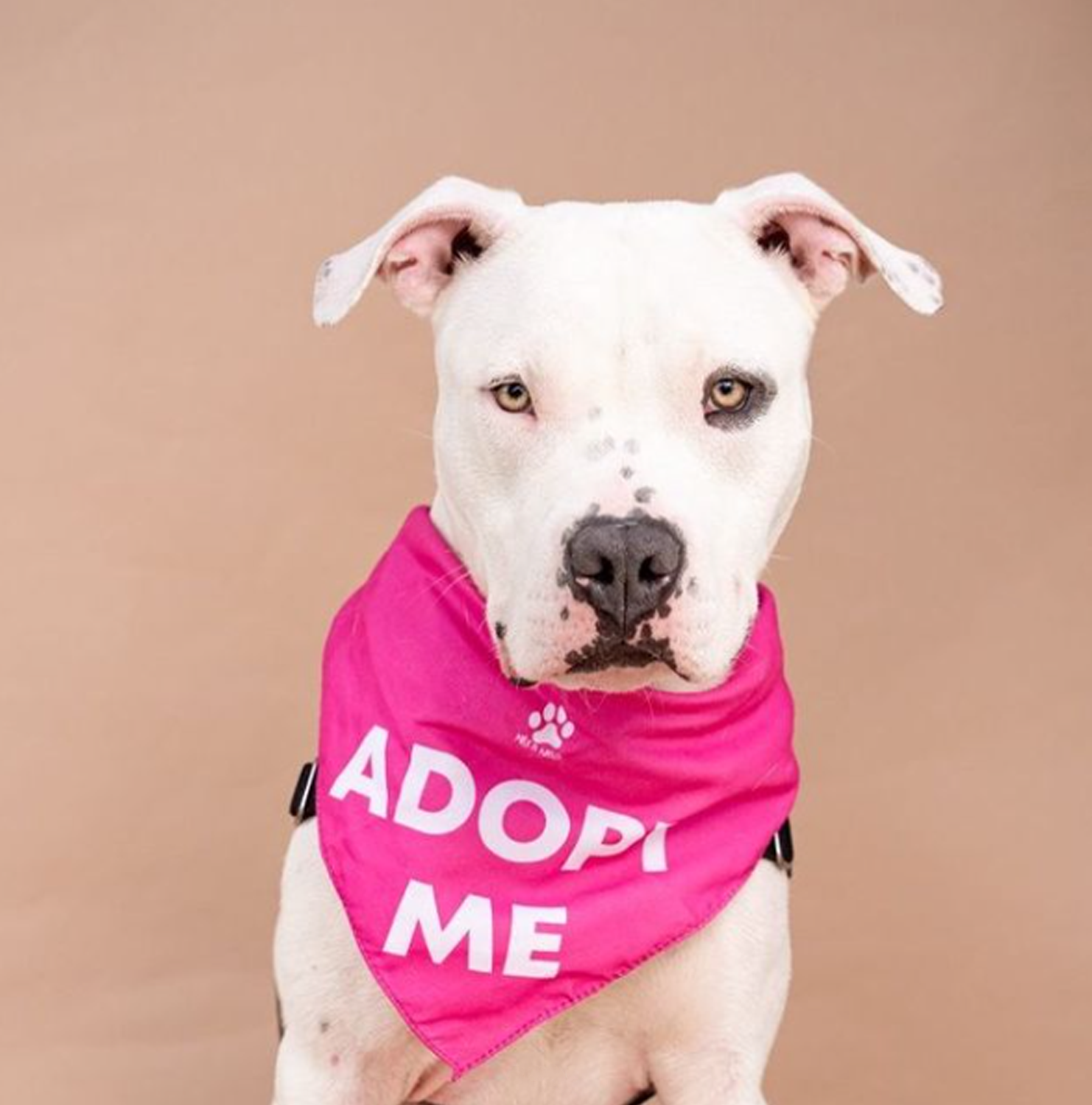 Close-up of pitbull wearing pink bandana that reads Adopt Me