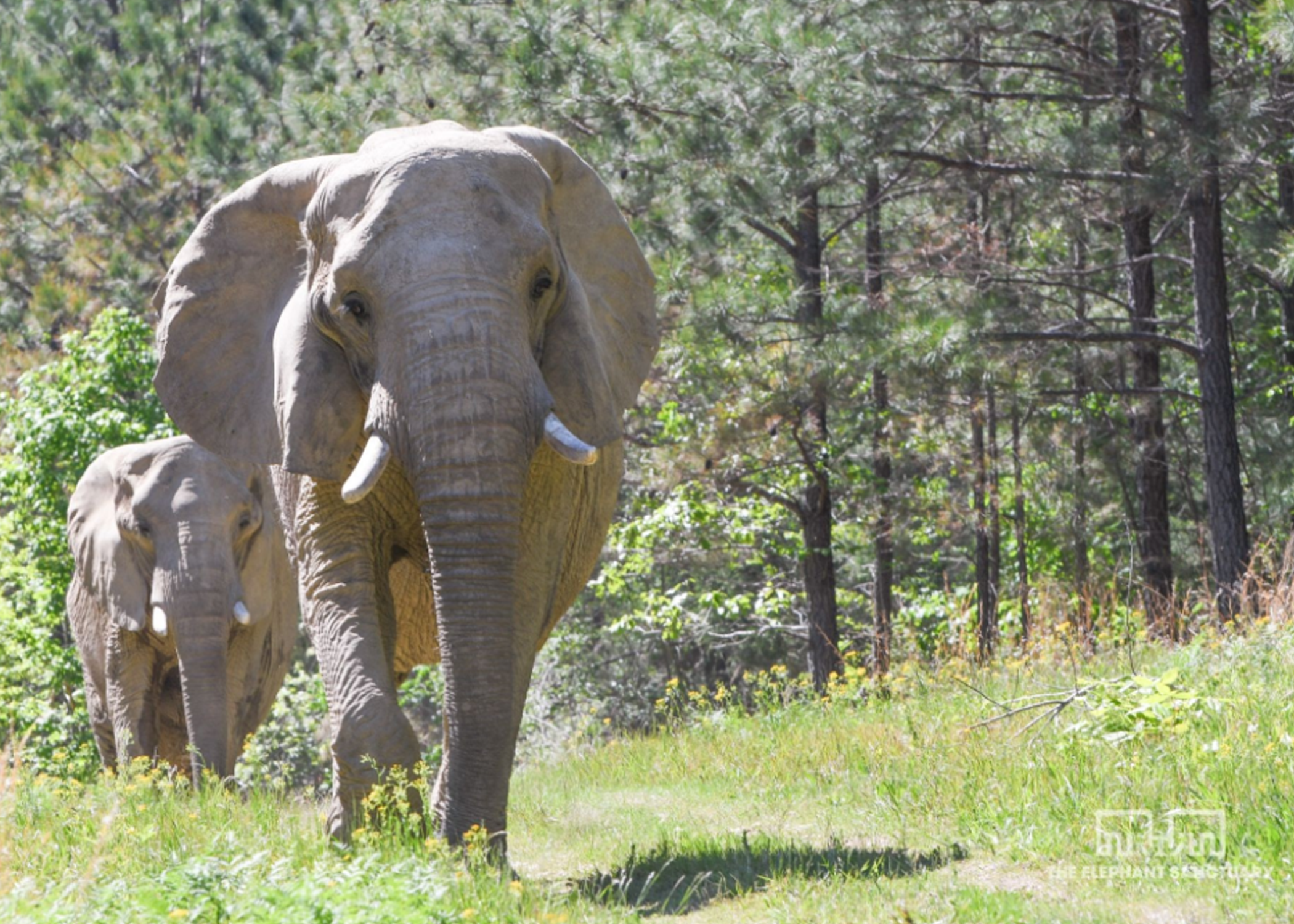 2 elephants walking through forest