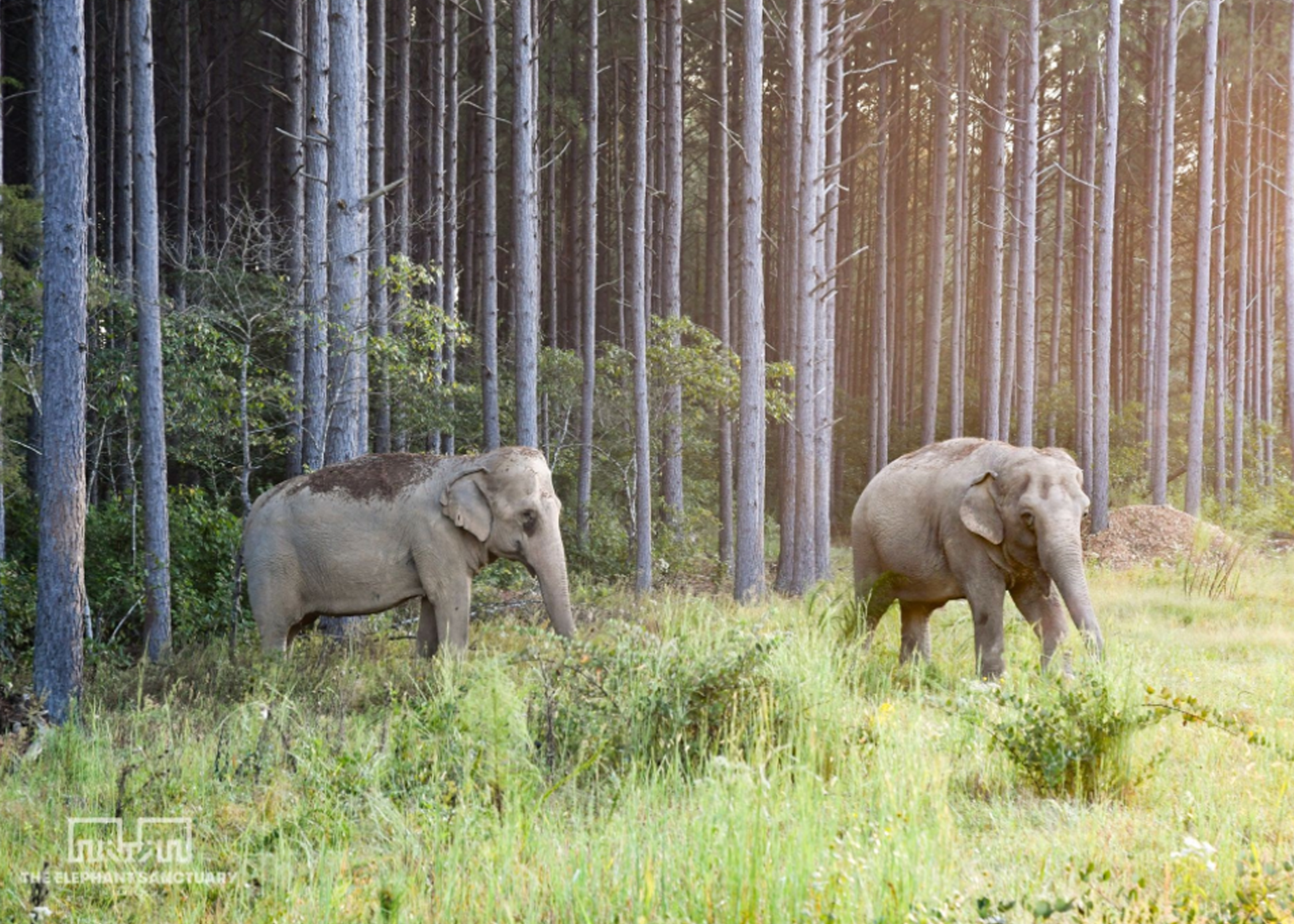 2 elephants in forest at Elephant Sanctuary in Tennessee