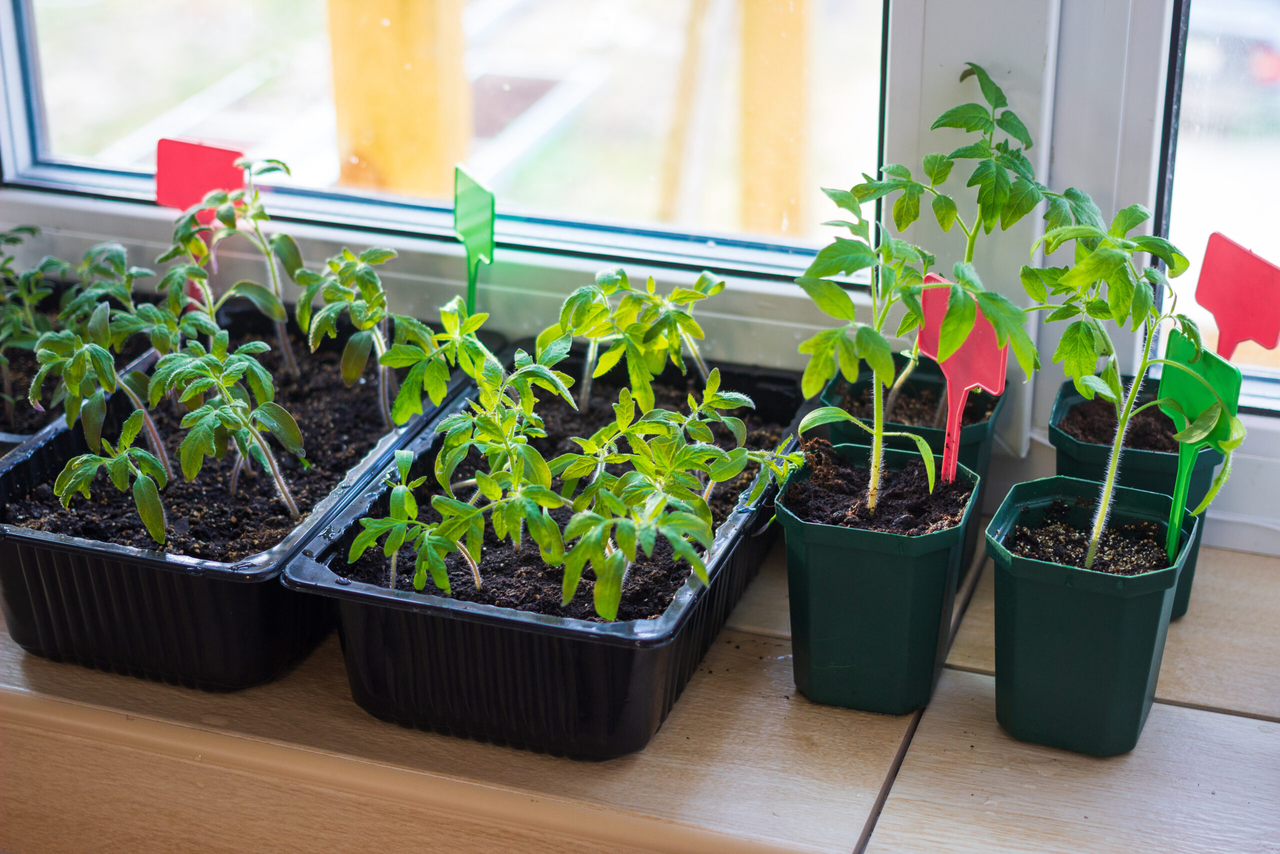 Growing tomato seedlings plants in plastic pots with soil on balcony window sill with tags labels. Urban home balcony gardening