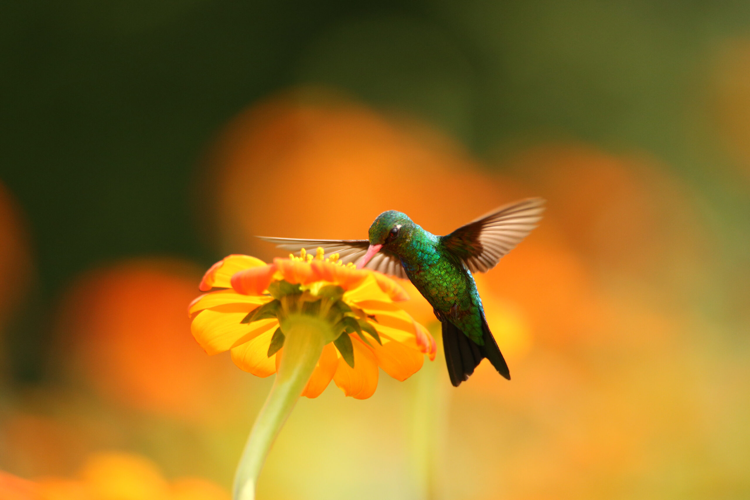 hummingbird drinking from flower for pollination