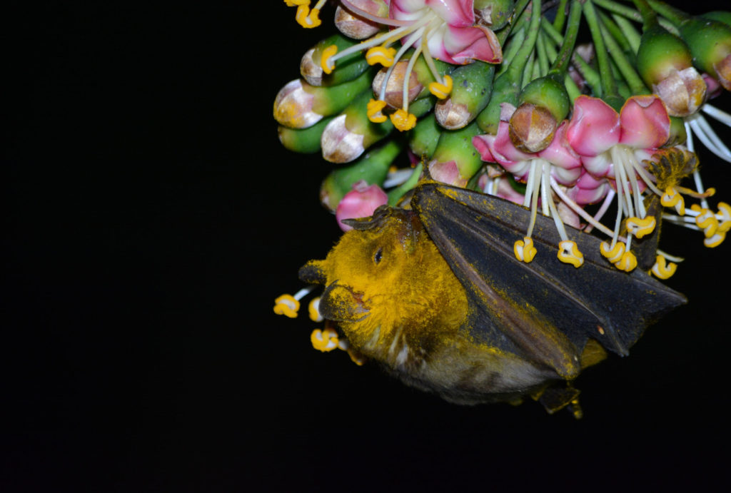 Jamaican Fruit Bat covered with pollen