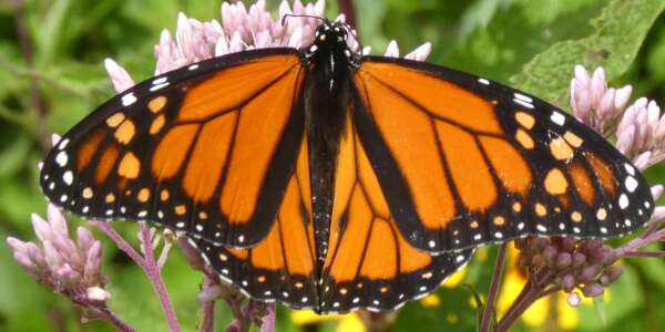 monarch butterfly on pink flowers