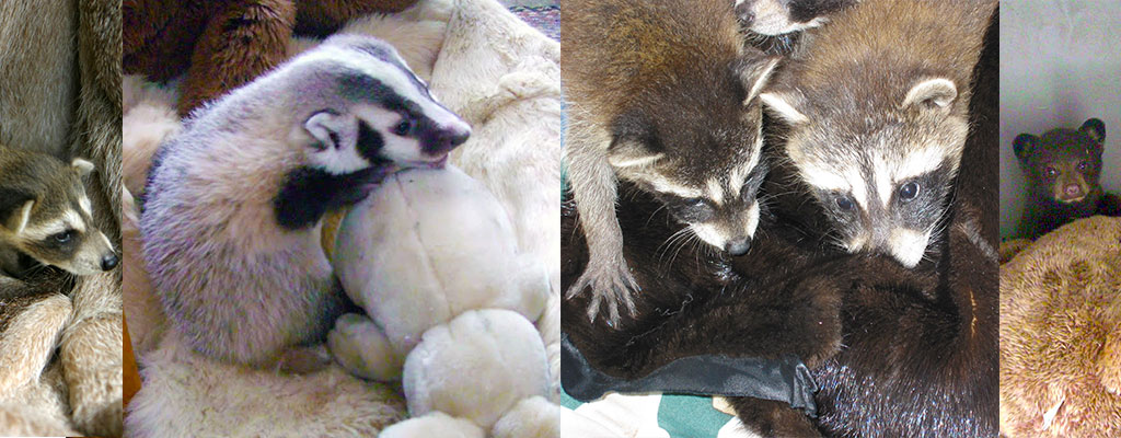 baby skunk baby raccoons and baby bear in three separate montaged images