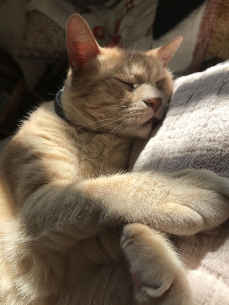 Ginger cat napping in sunbeams on bed