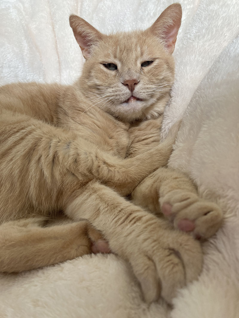 Ginger cat relaxing on cream shearling blanket
