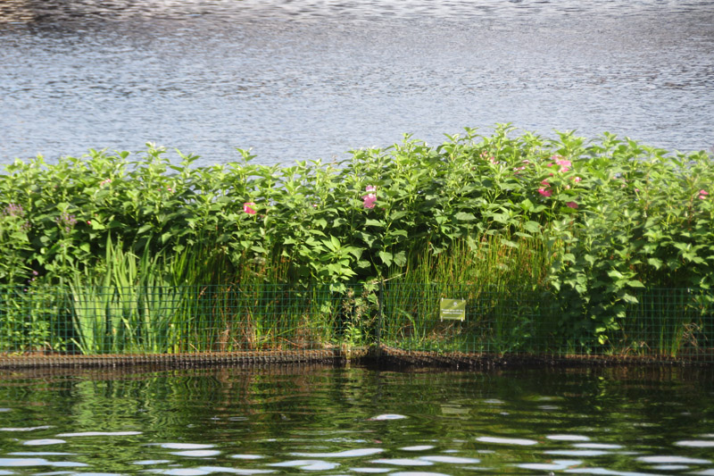 Plants growing along the Charles River.