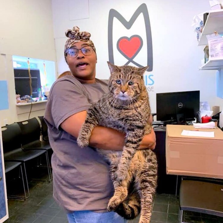 Person holding large cat at Morris Animal Refuge.