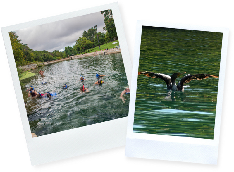 Two photos: people scuba diving in Barton Springs, and a duck floating on the water