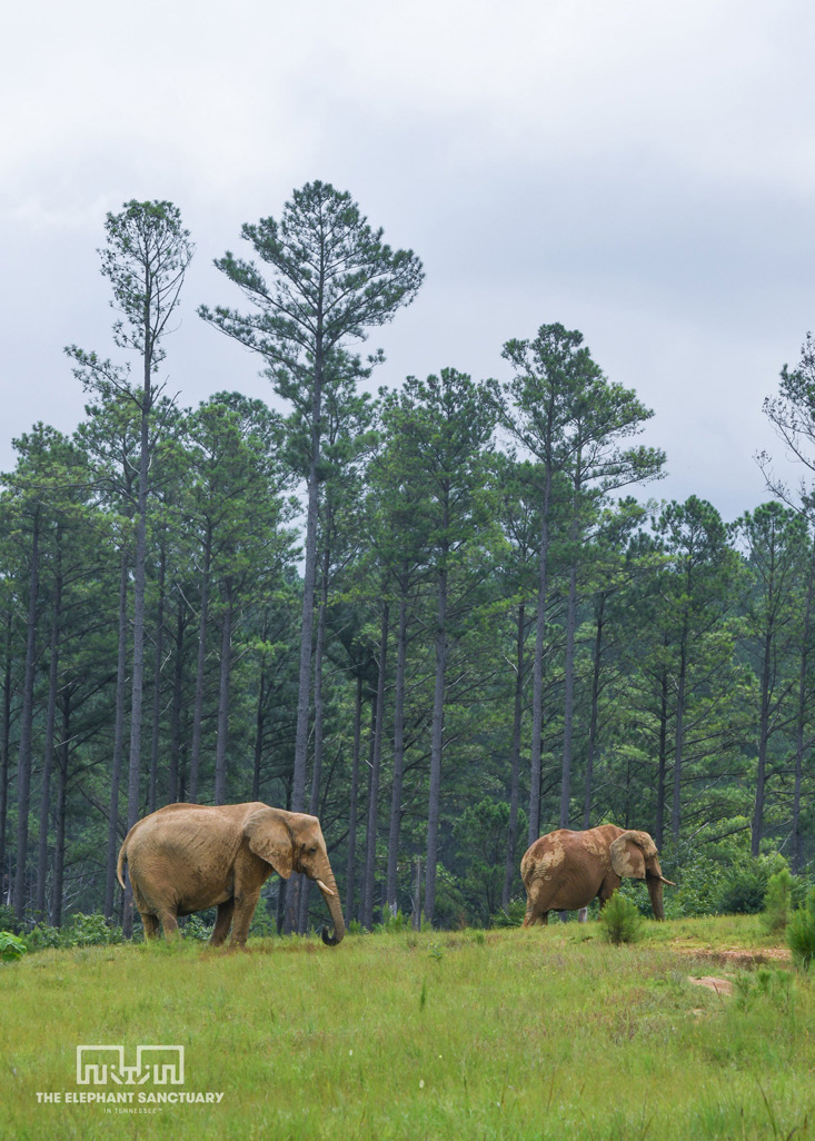 Two African Elephants in a field with a forest of trees in the background.