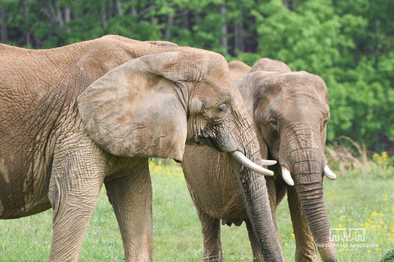 Tange and Sukari the African Elephants standing side by side in a field at The Elephant Sanctuary