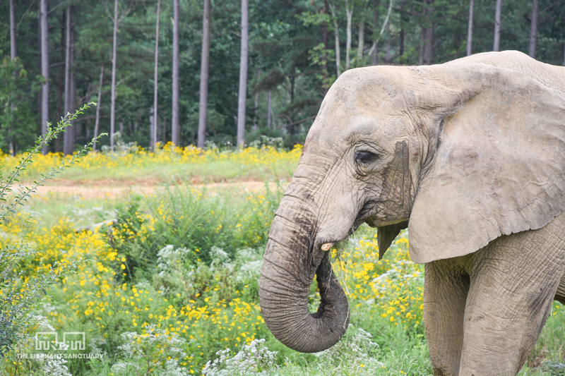 Flora - The Elephant Sanctuary in Tennessee