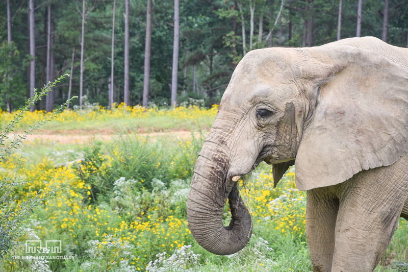 Flora the African Elephant eating foliage surrounded by yellow wildflowers at The Elephant Sanctuary