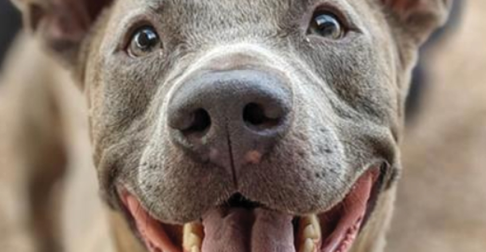 Close up of smiling gray dog