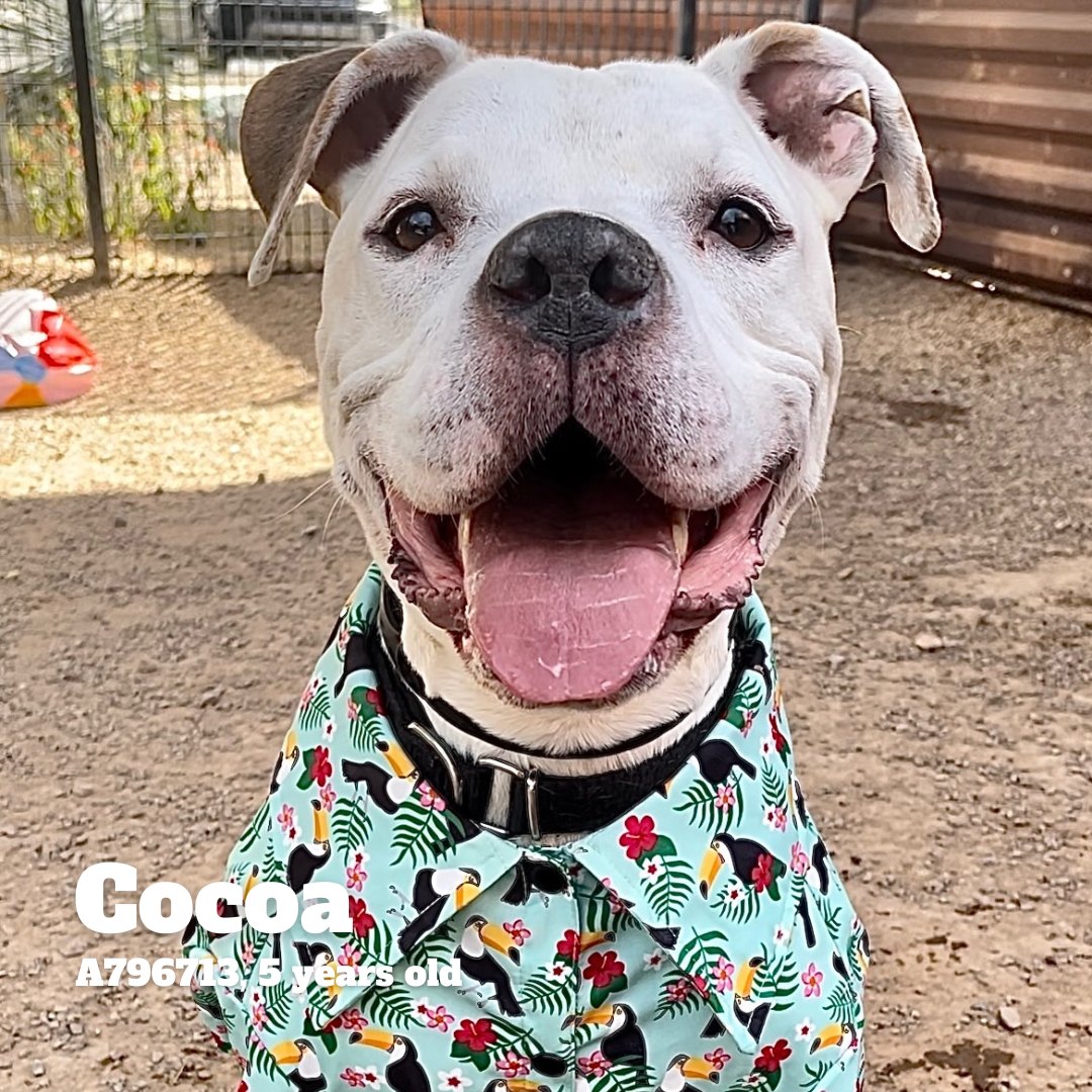 Adoption photo of smiling dog and text that reads "Cocoa, A796713, 5 years old"