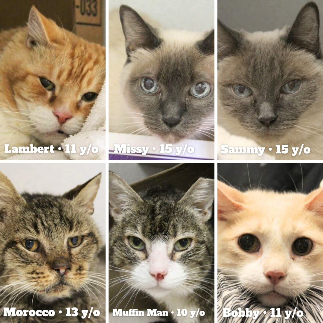 Collage of six cats. Text left to right reads "Lambert, 11 y/o. Missy, 15 y/o. Sammy 15 y/o. Morocco, 13 y/o. Muffin Man, 10 y/o. Bobby, 11 y/o"