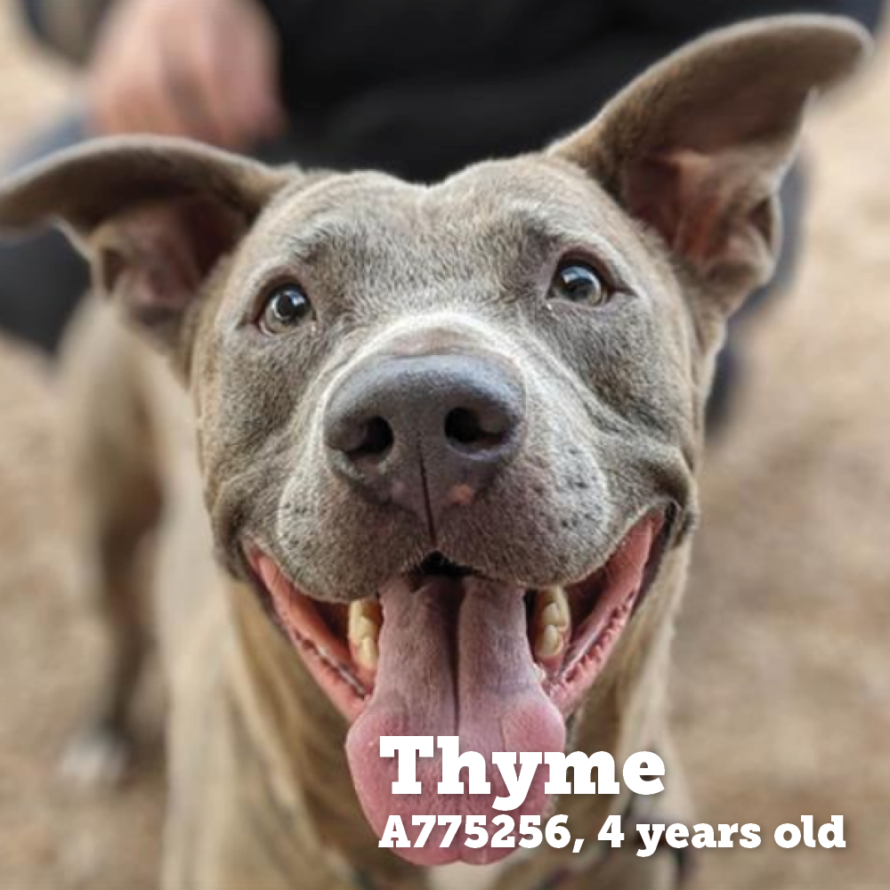 Adoption photo of smiling dog and text that reads "Thyme, A775256, 4 years old"