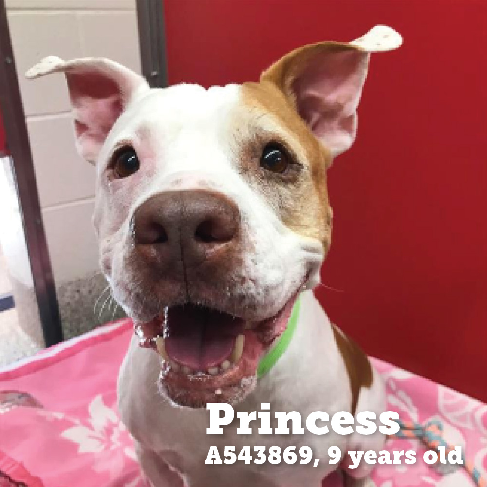 Adoption photo of smiling dog and text that reads "Princess, A543969, 9 years old"