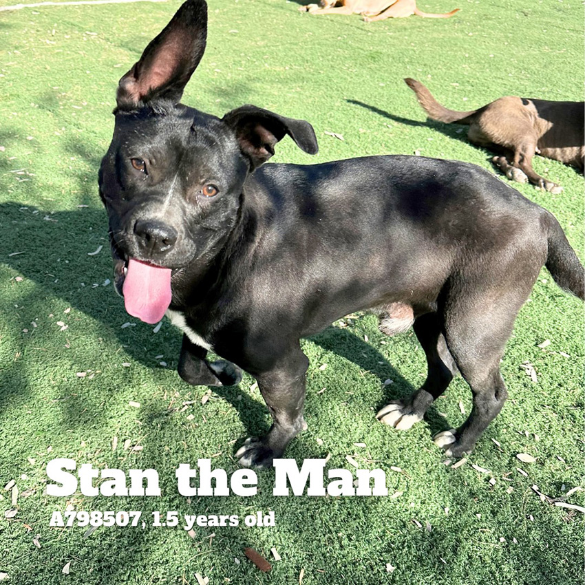 Adoption photo of smiling dog and text that reads "Stan the Man, A798507, 1.5 years old"