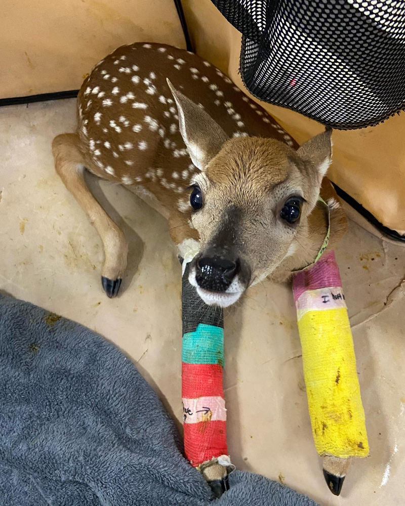 Deer with cast on front legs