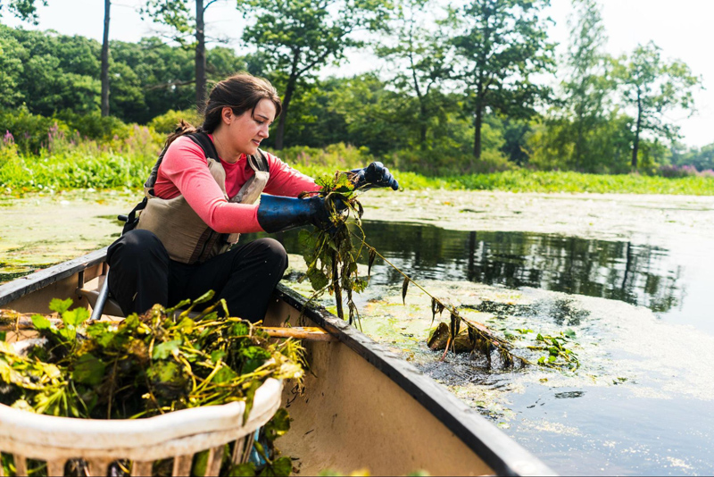 Person in boat pulling out invasive species from river