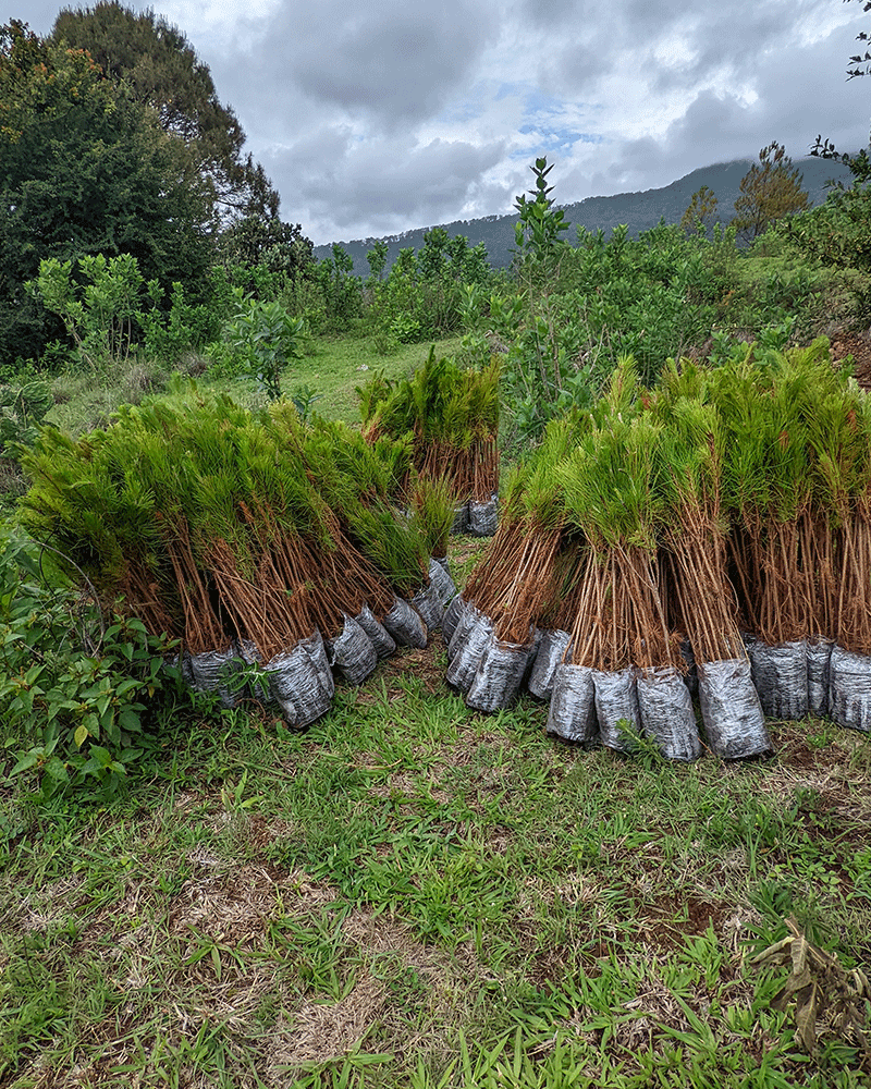 Dozens of young trees waiting to be planted on a mountainside