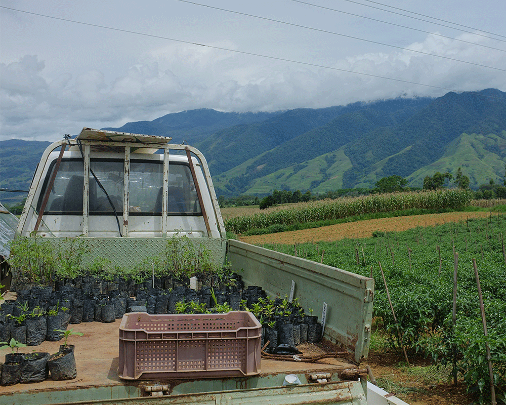 A truck bed carrying dozens of small potted tree saplings