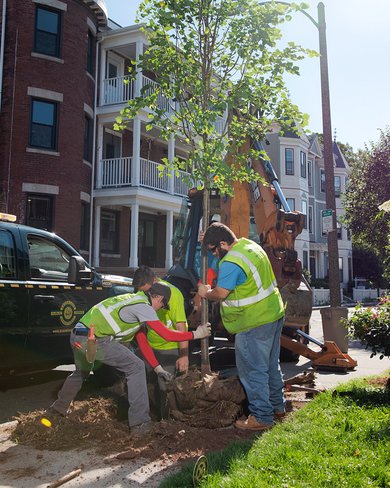 Group of volunteers planting tree on neighborhood sidewalk