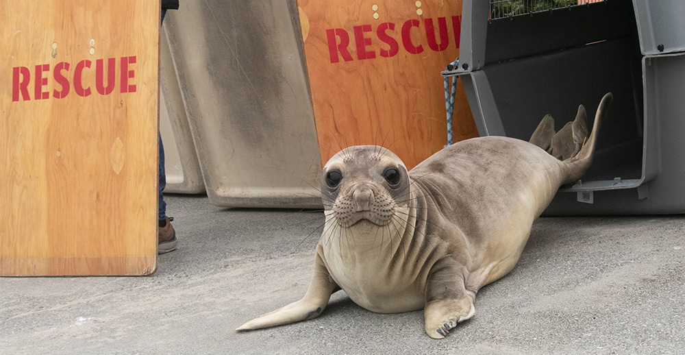 Seal being released into the wild with a sign that says rescue behind it.