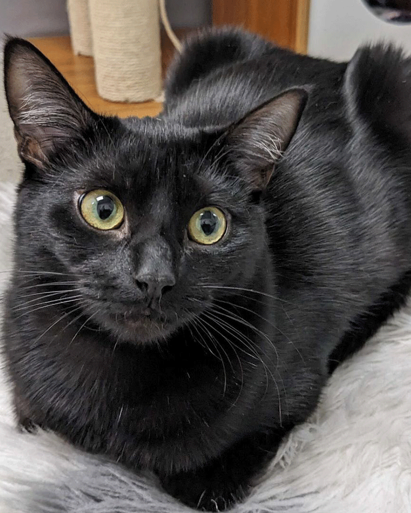 Black cat laying down looking at camera