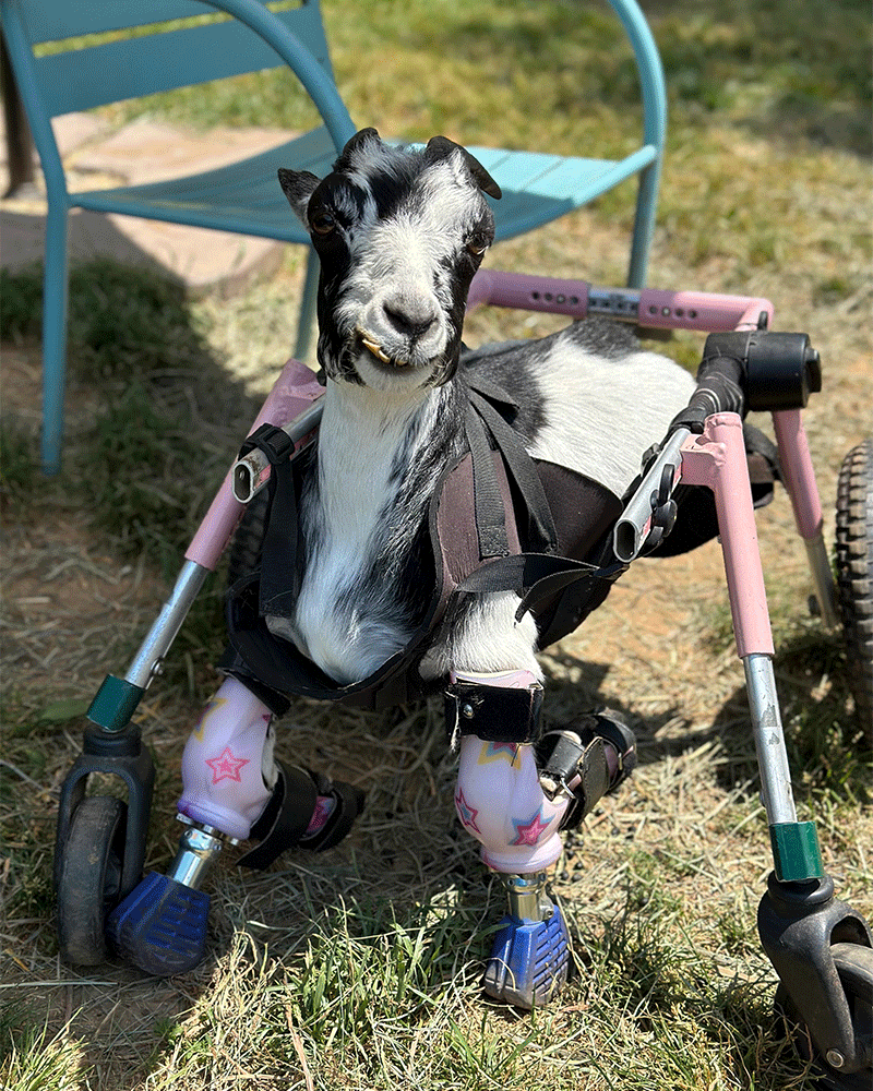 Black and white goat with prosthetic legs and walker