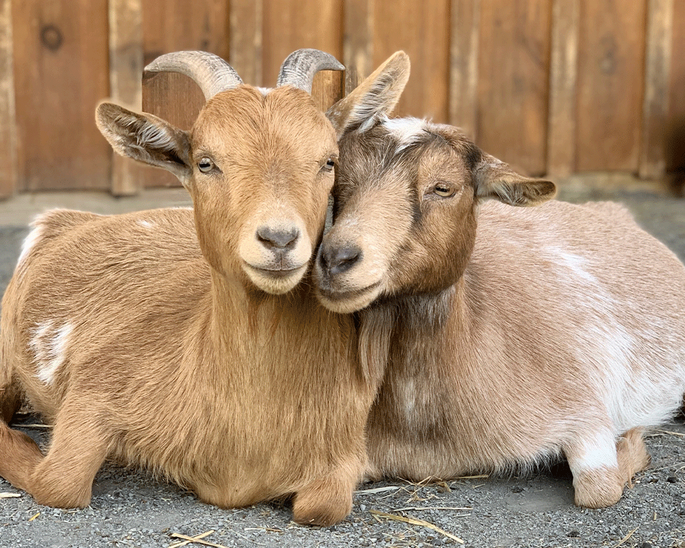 Two goats, named Benny and Mabel, nestled next to each other
