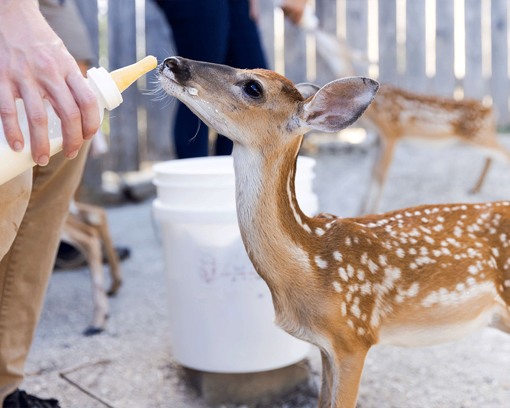 Baby Fawn drinking from bottle