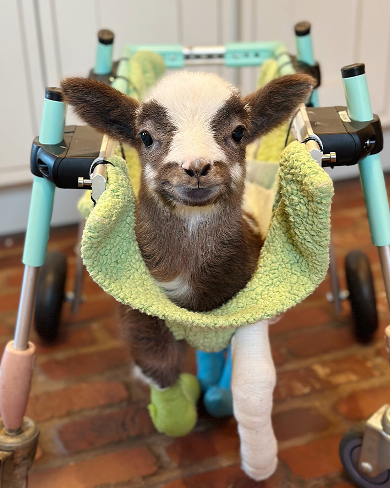 Jacob the baby goat wearing a cast and looking at the camera