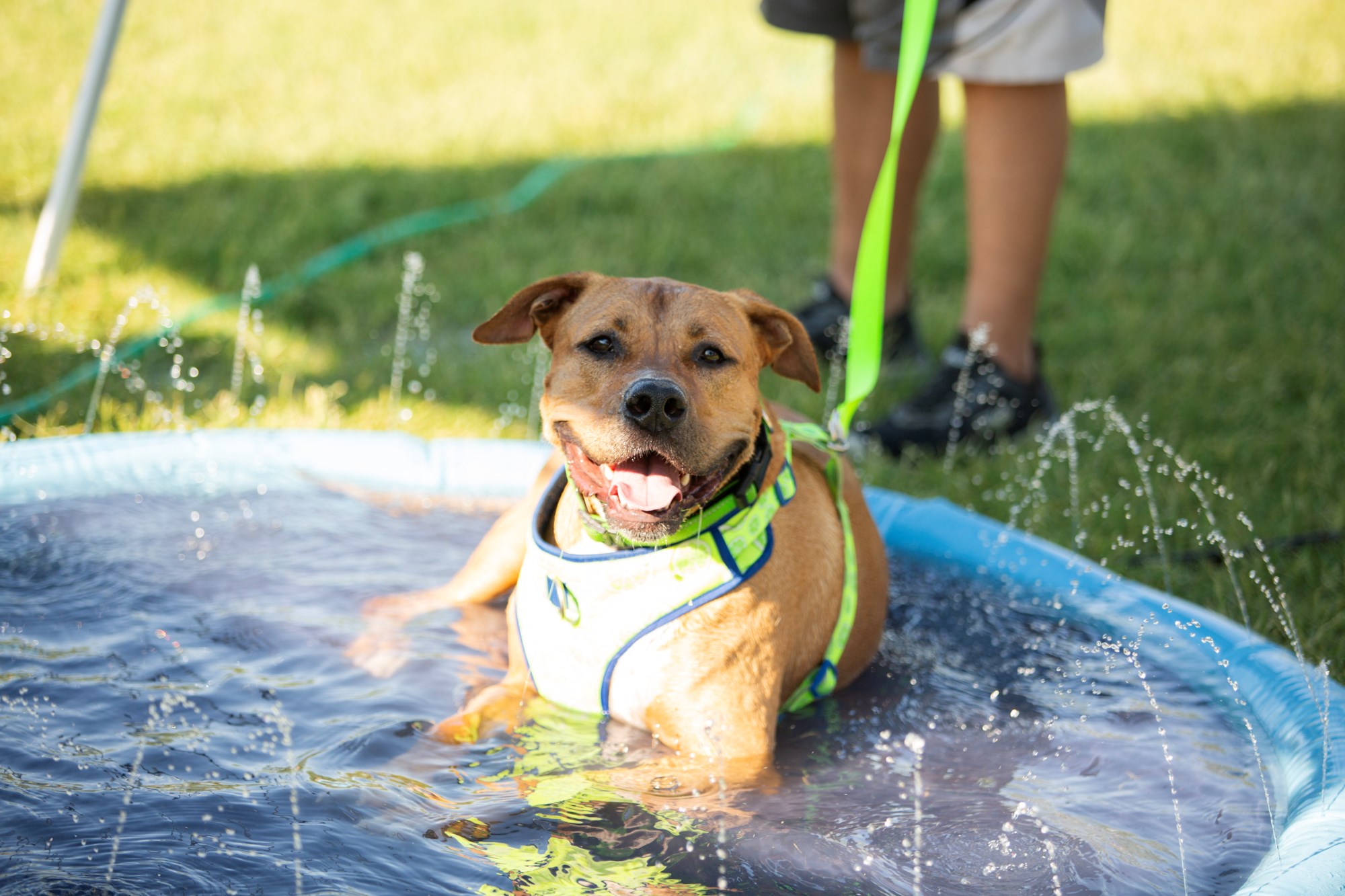 Dog laying down in a pool