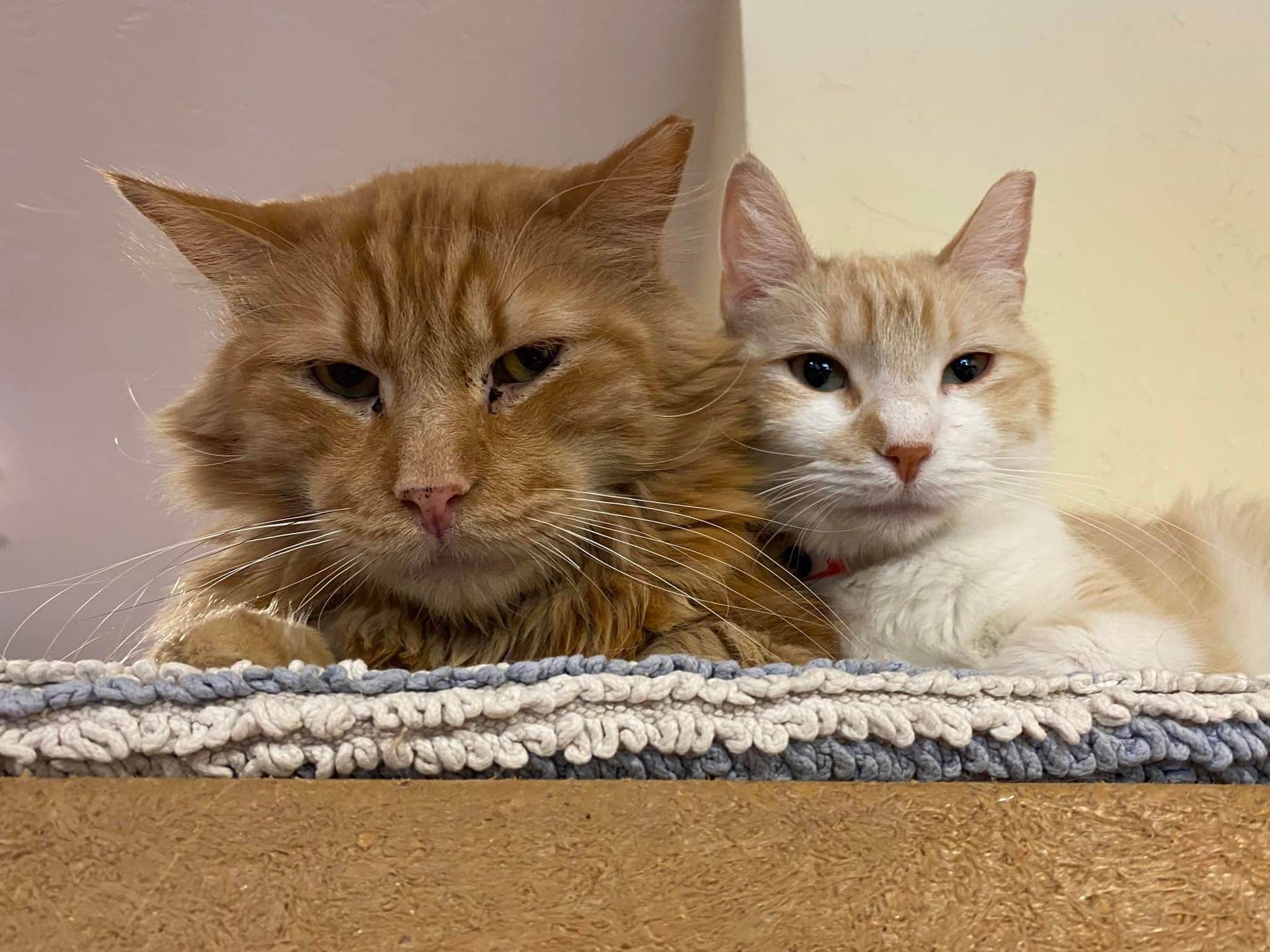 Cats at the Hermitage Cat Shelter