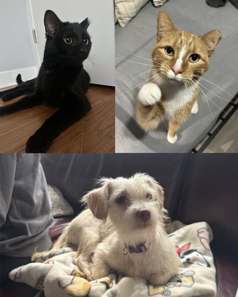Chicago-Pet-Rescue---Vertical Picture collage of rescued cats and dog looking towards camera