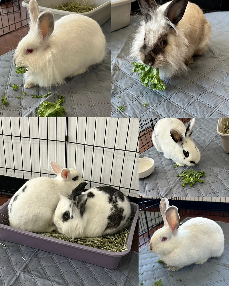 Various photos of rabbits eating lettuce.